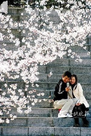 樱花盛放，小情侣当然不会错过如此美景。