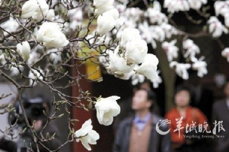 阳春三月，大觉寺内三百多年的白玉兰竞相怒放。