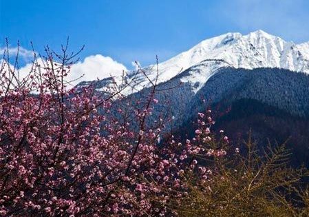 桃花与雪山交相呼应