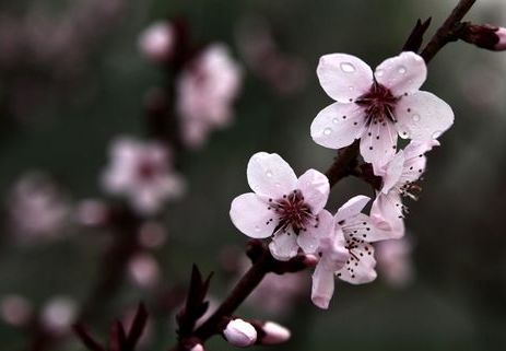 第二十三届北京桃花节