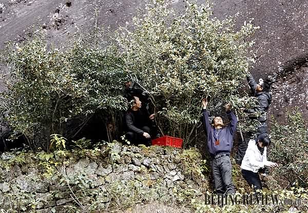 武夷山茶叶技术人员为大红袍母树补冬
