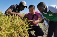 1-何昌永（中）向莫桑比克技术人员传授水稻种植技术。.jpg