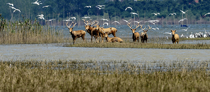 湖北石首麋鹿国家级自然保护区(组图)