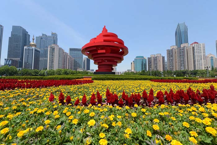 鲜花装扮下的青岛市五四广场(6月3日摄.