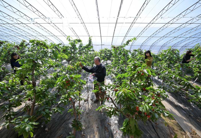 温室暖 花枝俏 果香溢