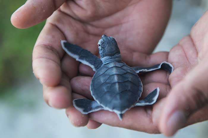 海龟宝宝 这是11月15日在印度尼西亚比朗比朗安岛上拍摄的一只刚孵化