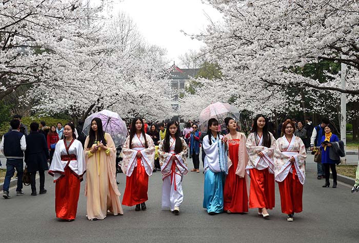 南京:美丽校园樱花节(组图)